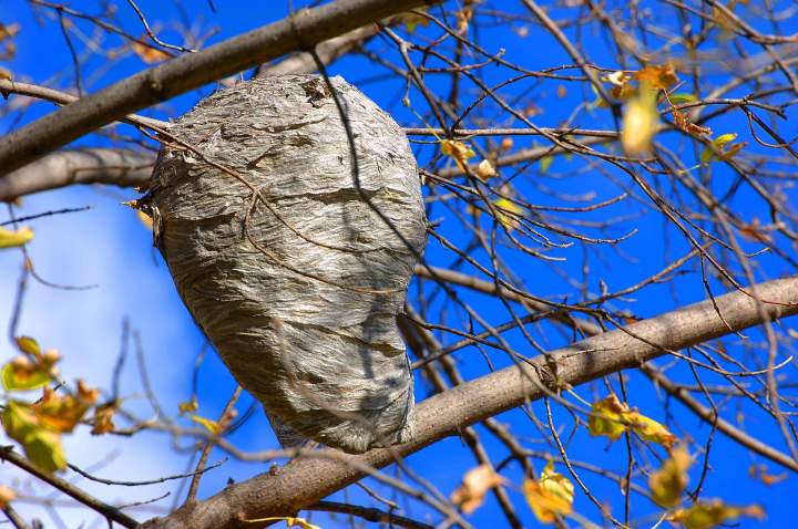 Élimination nid de frelon Montluçon
