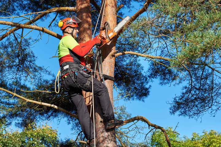 Elagage d'arbre Montluçon